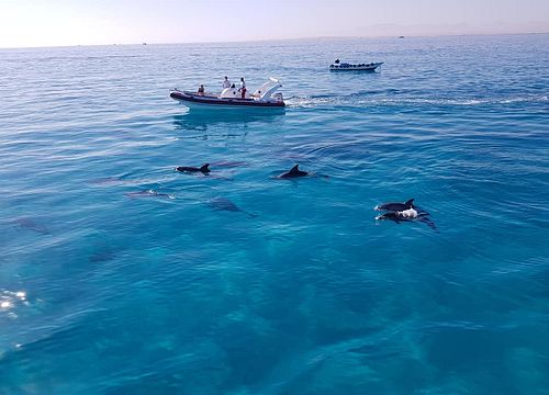 The 5 Best Trips & Places to Swim with Dolphins in Soma Bay